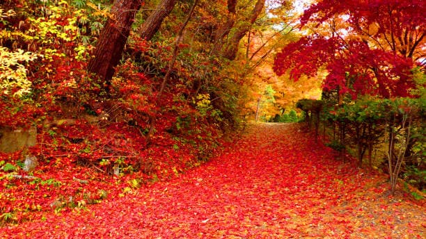 Shiroyama Park