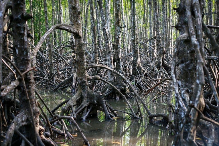 Can Gio Mangrove Biosphere Reserve