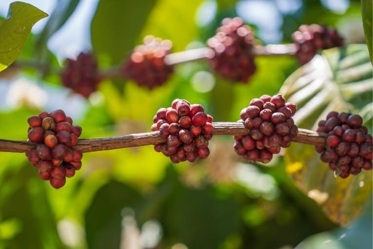 Dalat's Coffee Plantation Tours
