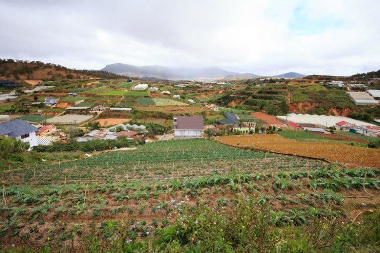 Dalat's Strawberry Farms