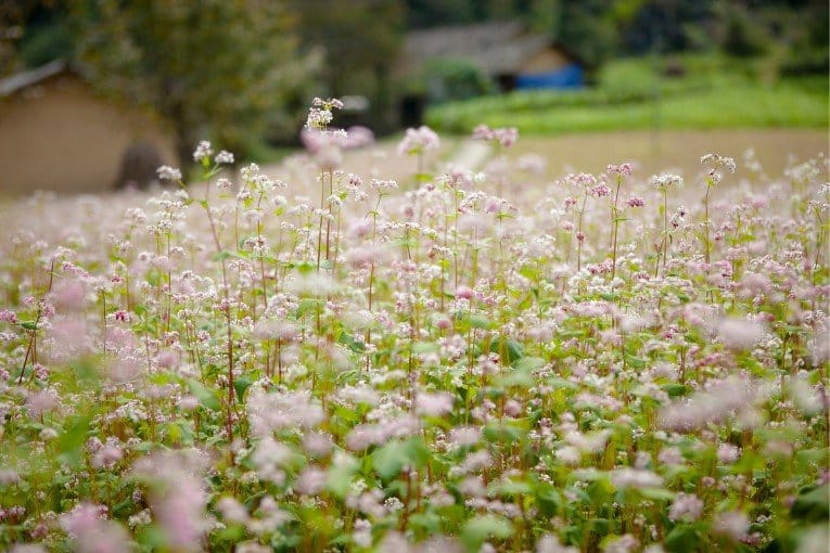 Ha Giang Flower Festival