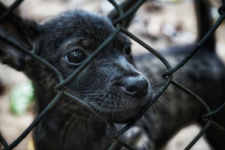 Phu Quoc Dog Farm