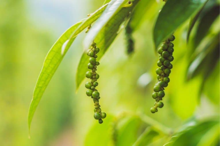 Phu Quoc Pepper Farms