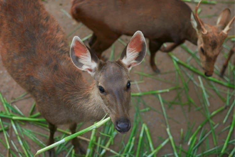 Saigon Zoo and Botanical Gardens