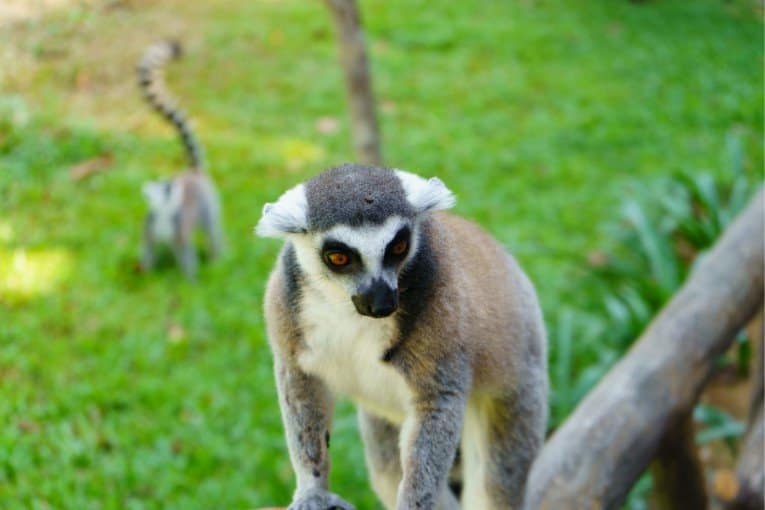 Vinpearl Safari Phu Quoc