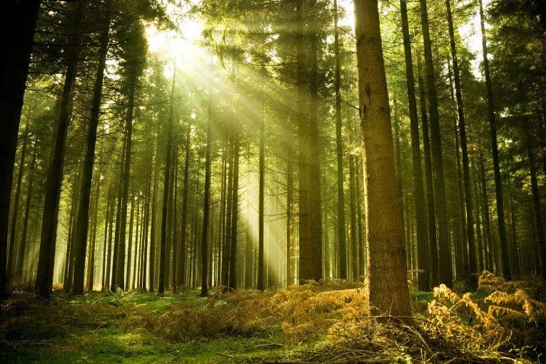 Yen Minh Pine Forest