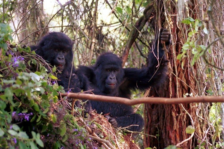 Gorilla Trekking in Rwanda and Uganda