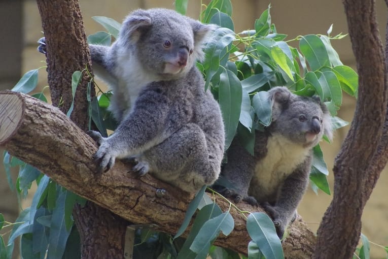 higashiyama zoo and botanical gardens