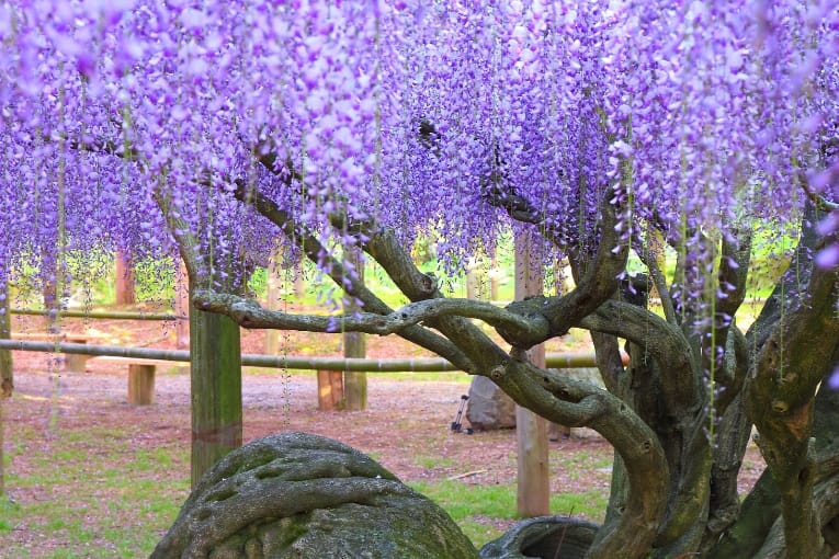 kawachi fujien wisteria garden