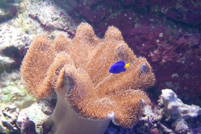 marine world uminonakamichi