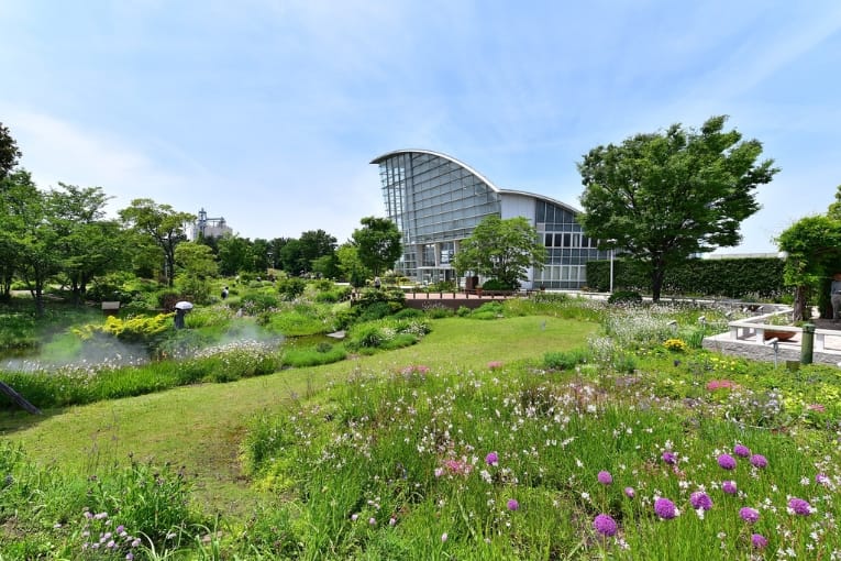 nagoya port wildflower garden blue bonnet