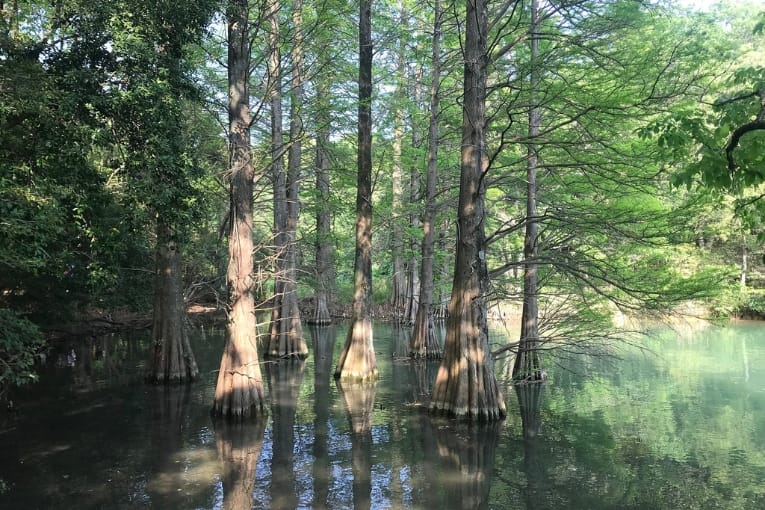 sasaguri kyudai forest