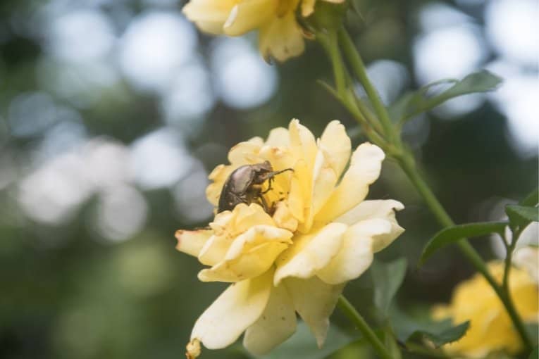 Yokohama English Garden