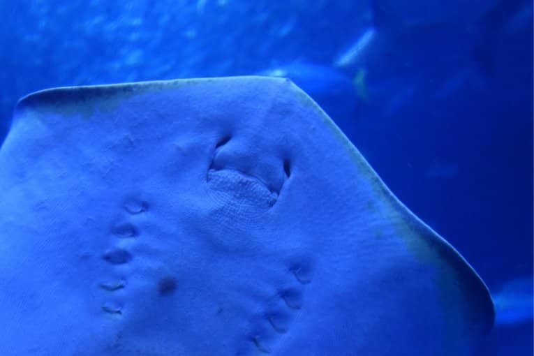 Yokohama Hakkeijima Sea Paradise
