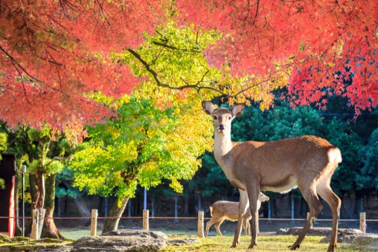 nara japan