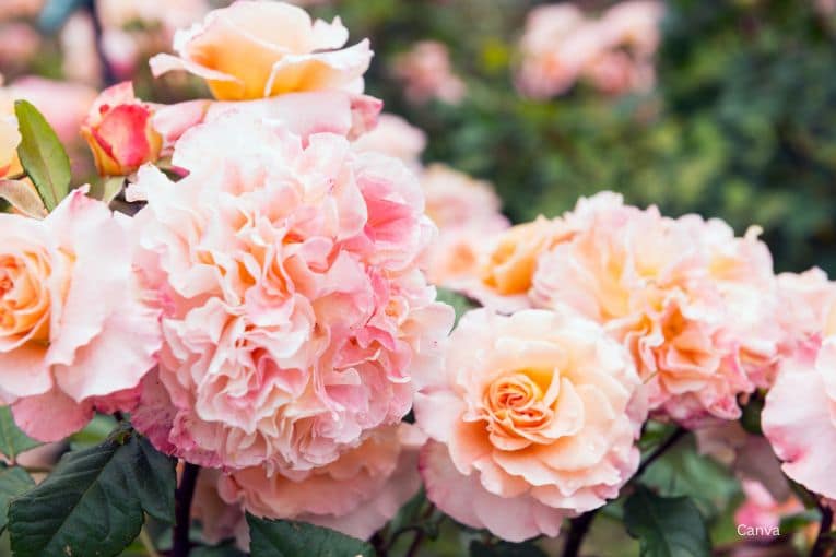 hibikinada ryokuchi green park