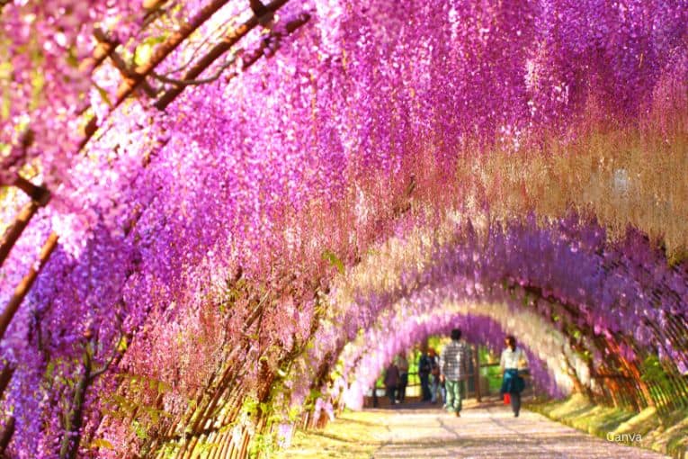 kawachi wisteria garden