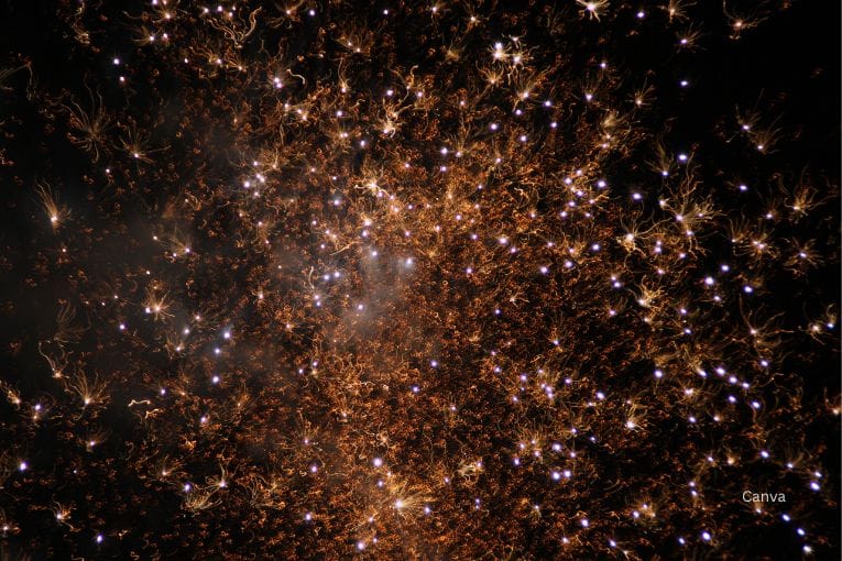 okayama momotaro festival