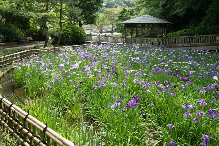 ikuta ryokuchi park