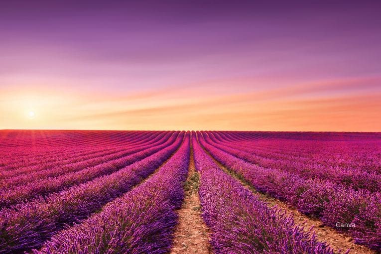 provence