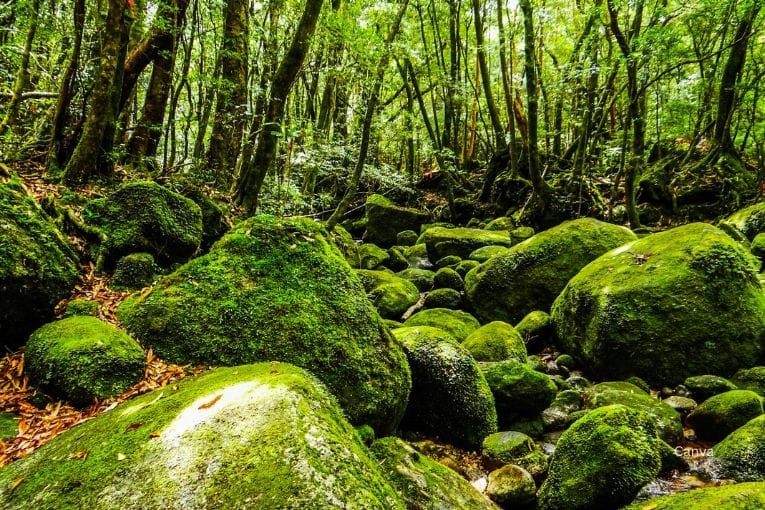 yakushima island