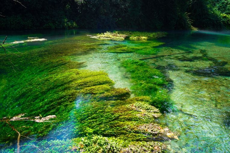 blue eye syri i kalter