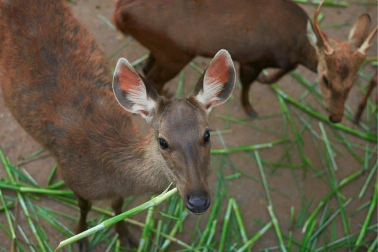 Saigon Zoo and Botanical Gardens