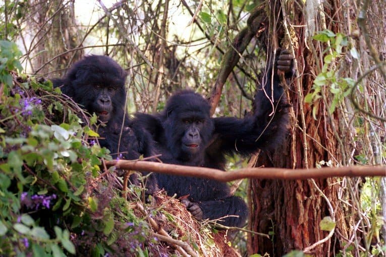 Gorilla Trekking in Rwanda and Uganda