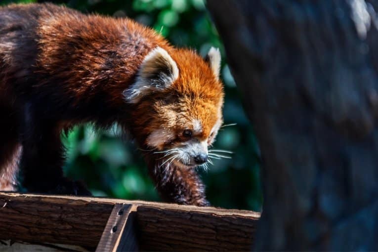 Nogeyama Zoo