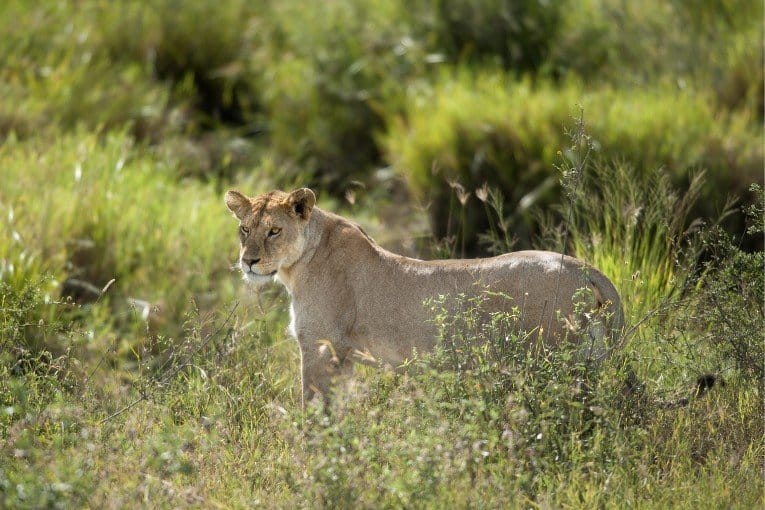 Serengeti National Park, Tanzania