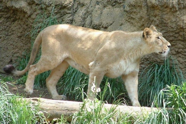 Yokohama Zoological Gardens “Zoorasia”