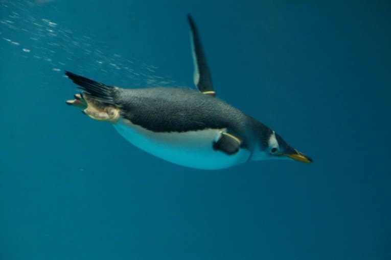 nagasaki penguin aquarium