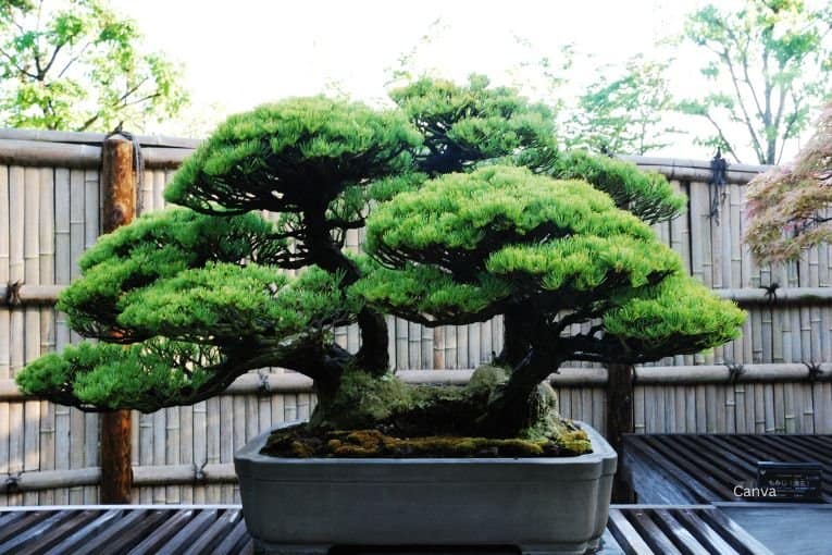 kinashi bonsai village